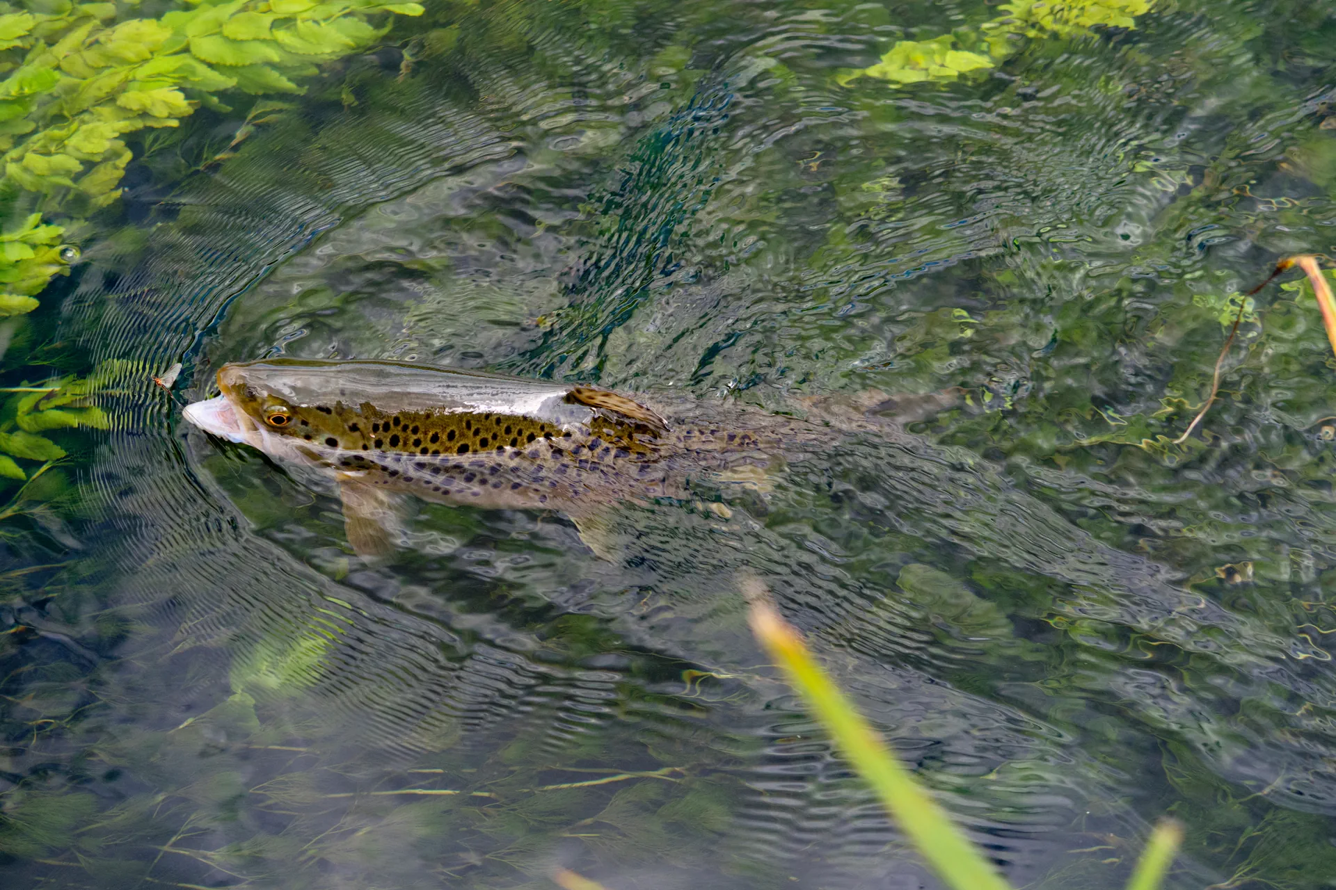 Frische Forellen zur Abholung aus der Weiheranlage Heimlinger Tal bei Losheim am See