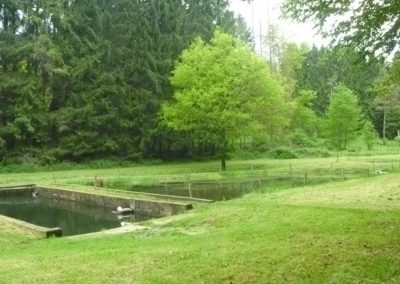 Grüne Angelanlage der Weiheranlage Heimlinger Tal bei Losheim am See